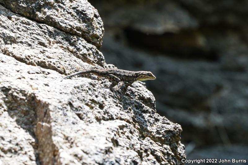 Big Bend Tree Lizard (Urosaurus ornatus schmidti)