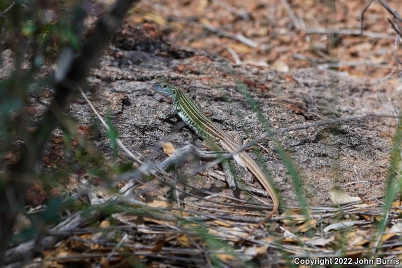 Texas Spotted Whiptail (Aspidoscelis gularis gularis)