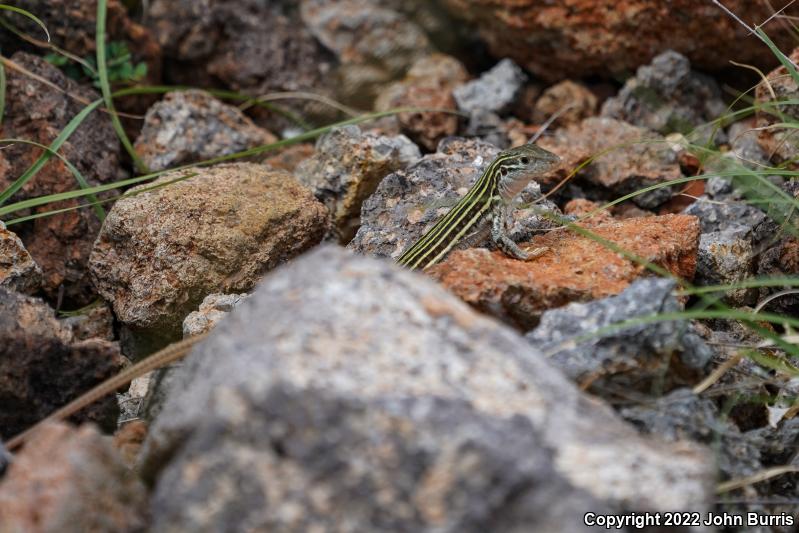 Texas Spotted Whiptail (Aspidoscelis gularis gularis)