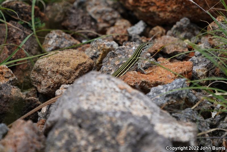 Texas Spotted Whiptail (Aspidoscelis gularis gularis)