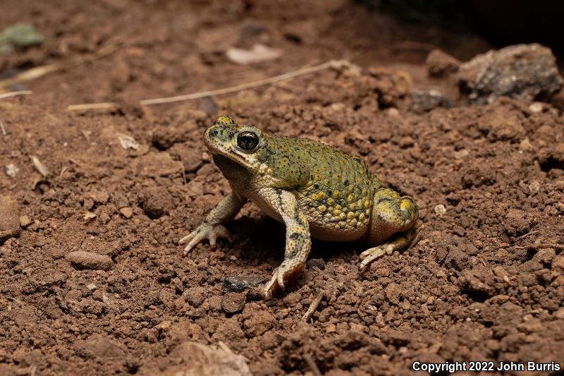 Western Green Toad (Anaxyrus debilis insidior)