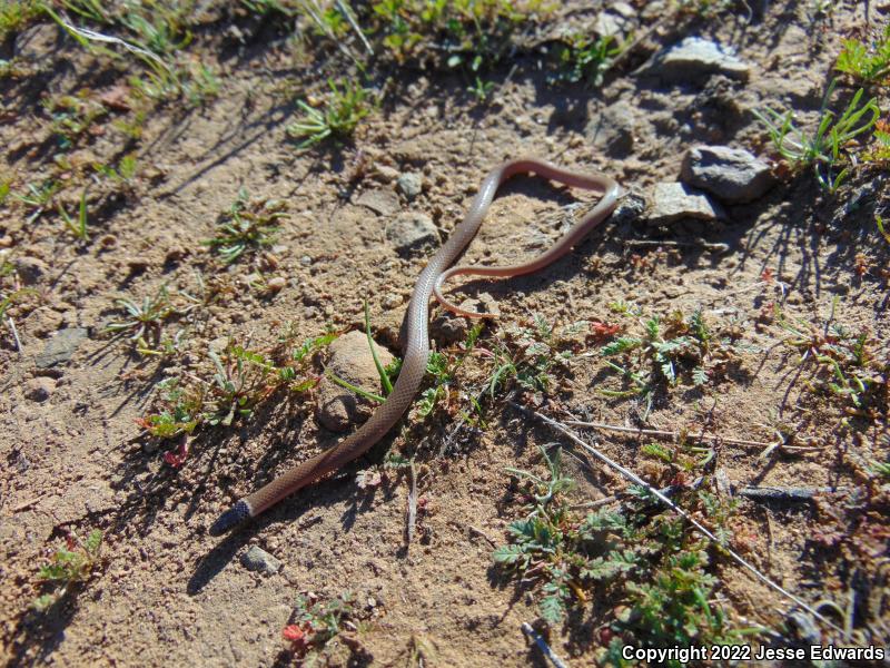 Western Black-headed Snake (Tantilla planiceps)