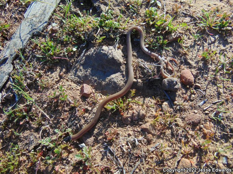 Western Black-headed Snake (Tantilla planiceps)