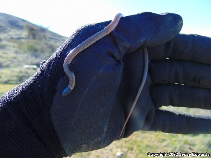 Western Black-headed Snake (Tantilla planiceps)