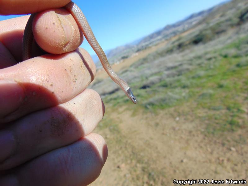 Western Black-headed Snake (Tantilla planiceps)