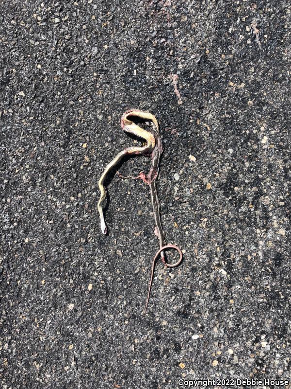 Desert Striped Whipsnake (Coluber taeniatus taeniatus)