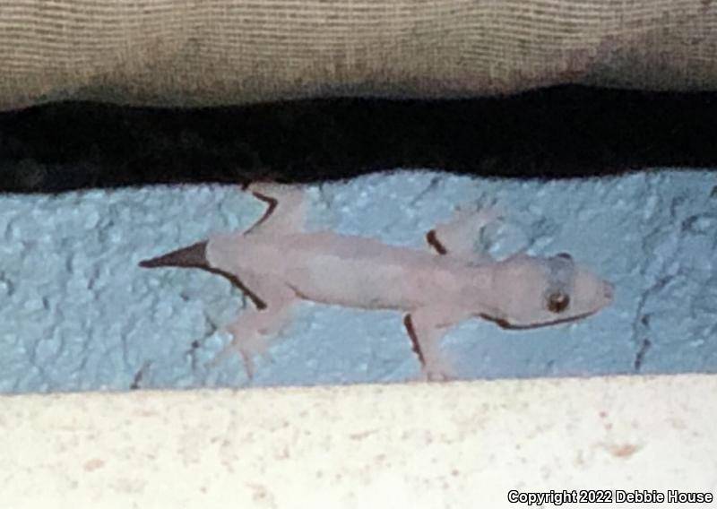 Common House Gecko (Hemidactylus frenatus)