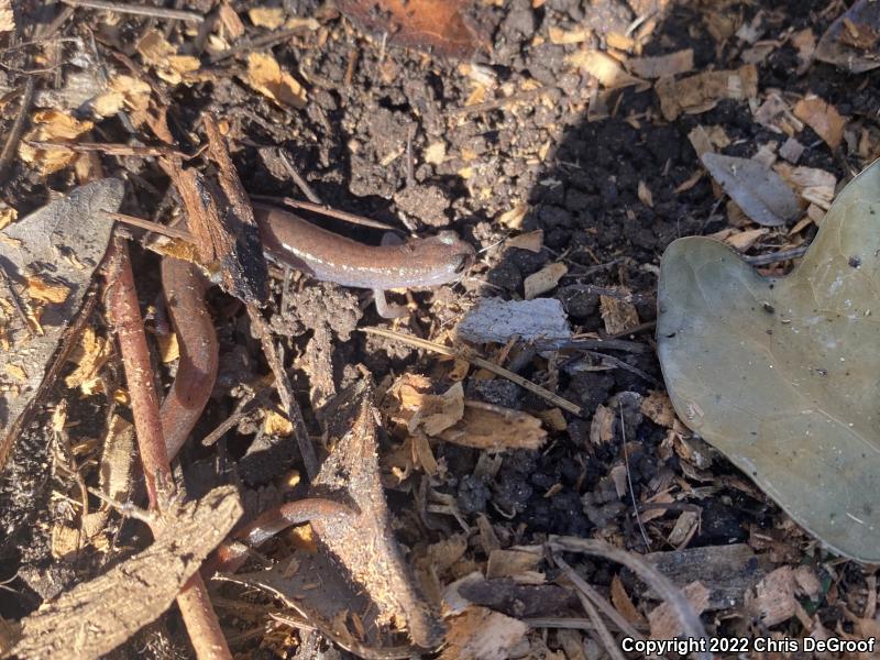 Garden Slender Salamander (Batrachoseps major major)