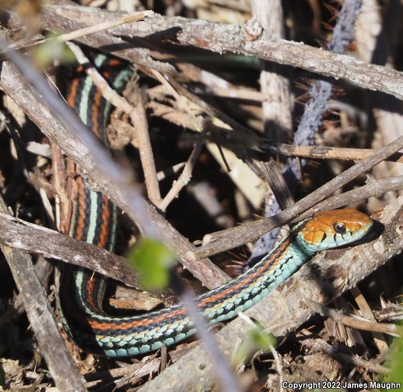 San Francisco Gartersnake (Thamnophis sirtalis tetrataenia)