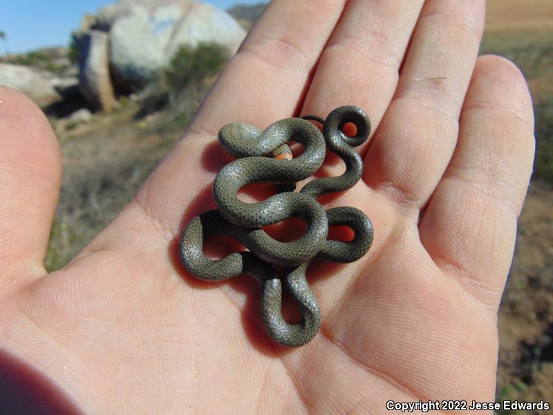 San Diego Ring-necked Snake (Diadophis punctatus similis)