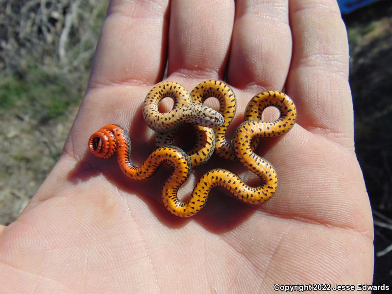 San Diego Ring-necked Snake (Diadophis punctatus similis)