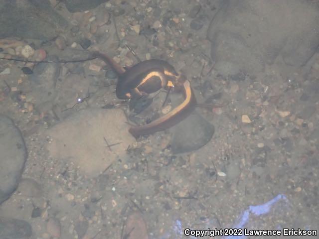 Rough-skinned Newt (Taricha granulosa)