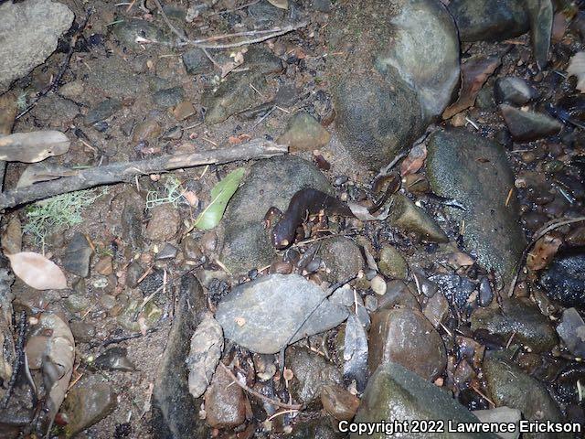 Rough-skinned Newt (Taricha granulosa)