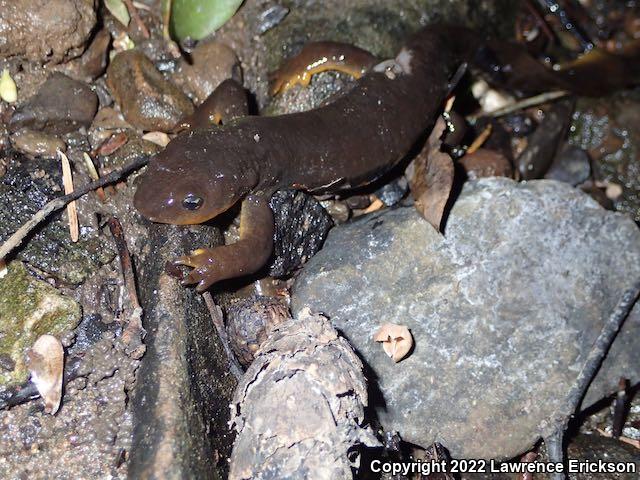 Rough-skinned Newt (Taricha granulosa)