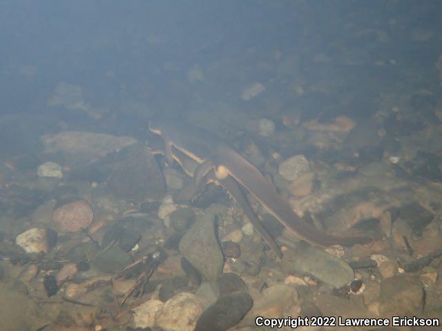 Rough-skinned Newt (Taricha granulosa)