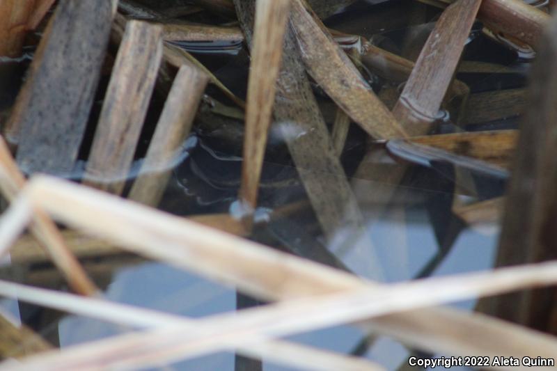 Long-toed Salamander (Ambystoma macrodactylum)