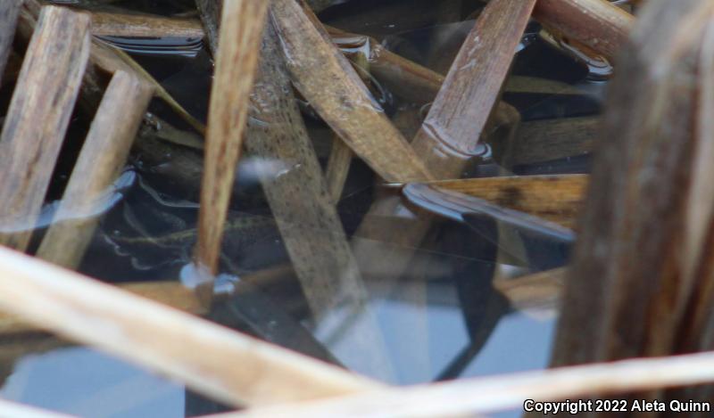 Long-toed Salamander (Ambystoma macrodactylum)