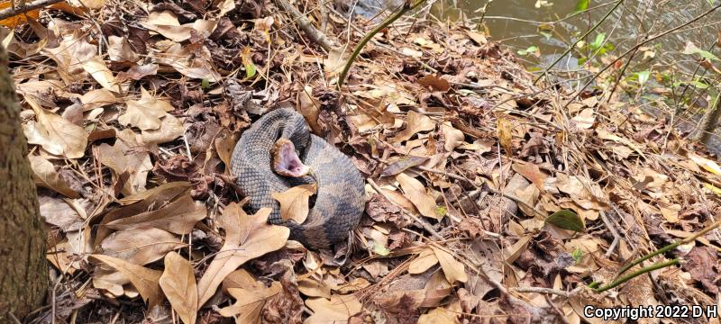 Eastern Cottonmouth (Agkistrodon piscivorus piscivorus)