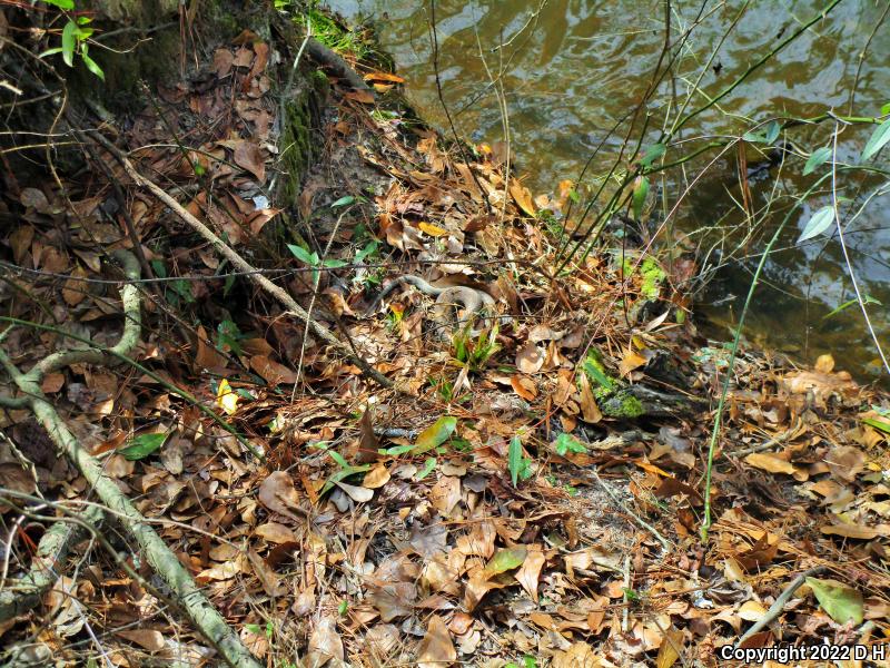 Eastern Cottonmouth (Agkistrodon piscivorus piscivorus)