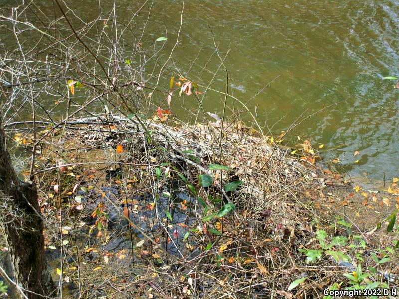 Eastern Cottonmouth (Agkistrodon piscivorus piscivorus)