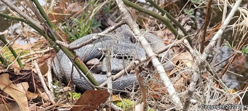 Eastern Cottonmouth (Agkistrodon piscivorus piscivorus)