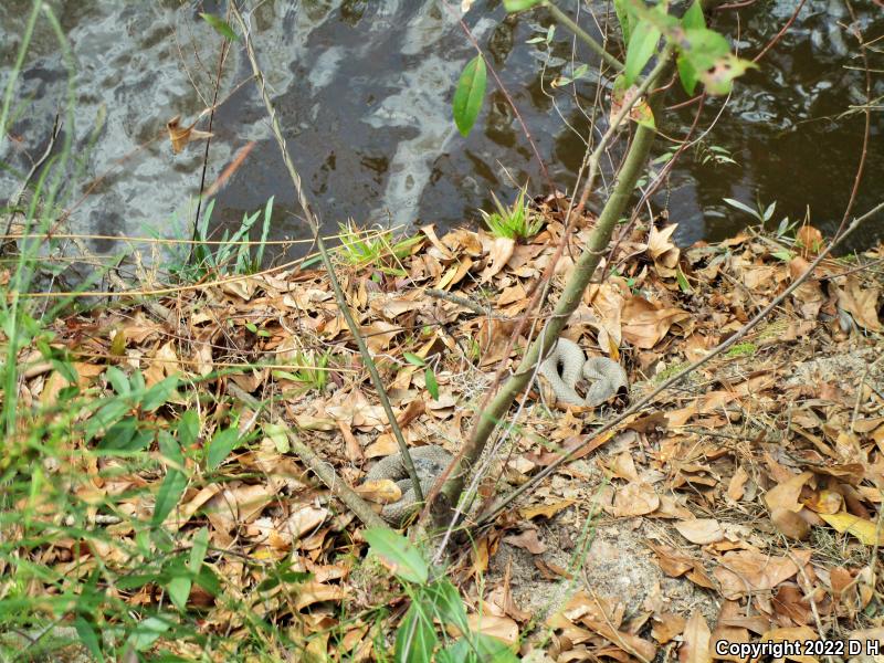 Eastern Cottonmouth (Agkistrodon piscivorus piscivorus)