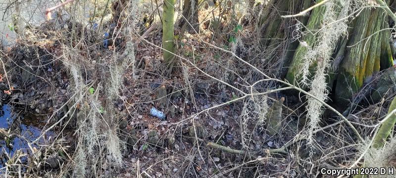 Eastern Cottonmouth (Agkistrodon piscivorus piscivorus)