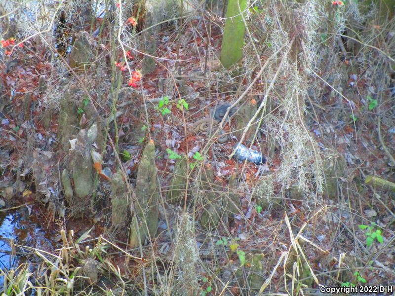 Eastern Cottonmouth (Agkistrodon piscivorus piscivorus)