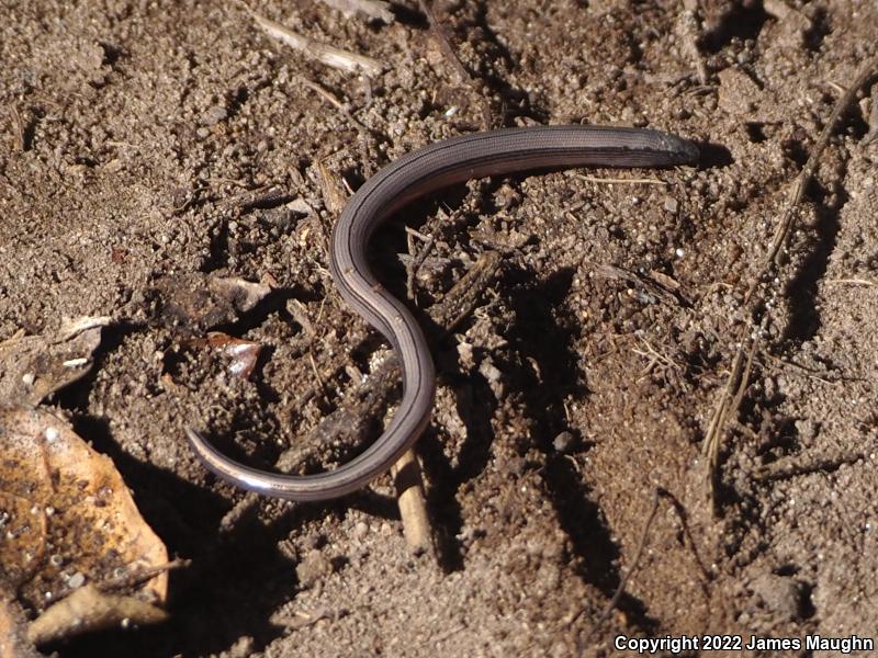 California Legless Lizard (Anniella pulchra)