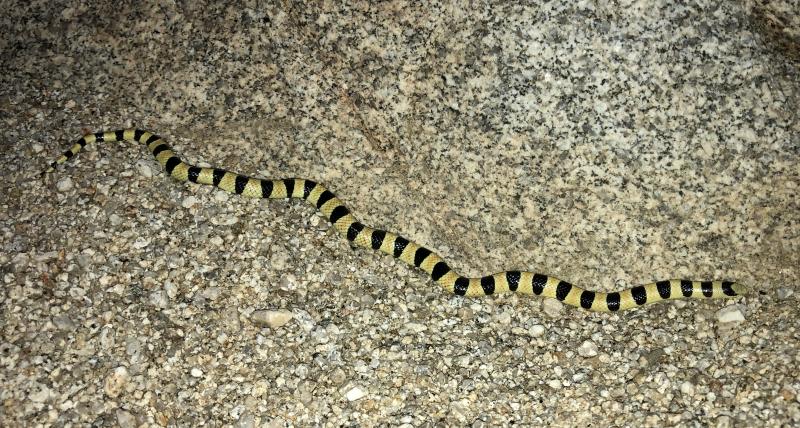 Colorado Desert Shovel-nosed Snake (Chionactis occipitalis annulata)