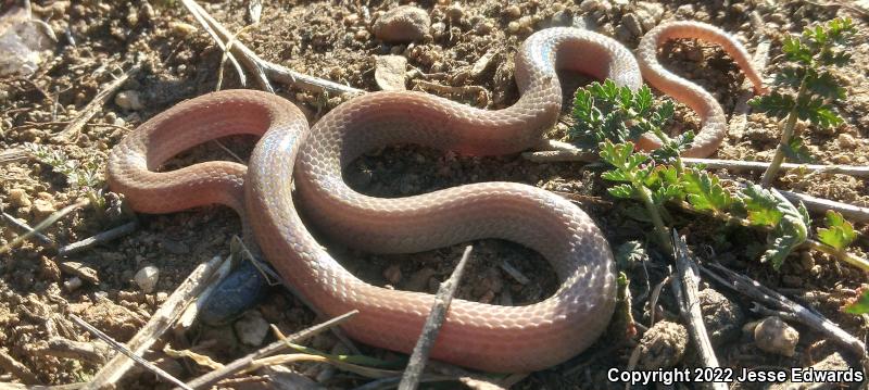 Western Black-headed Snake (Tantilla planiceps)