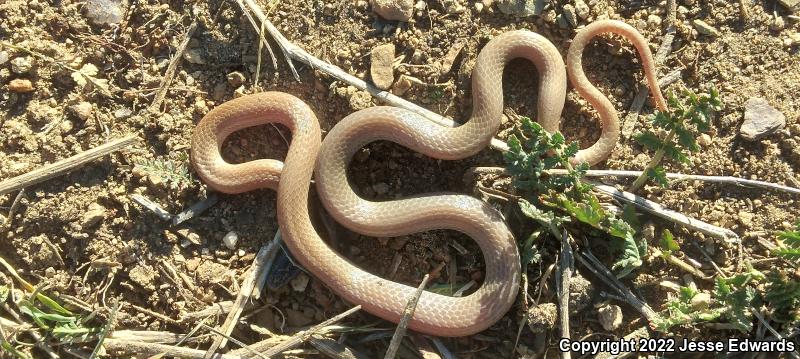 Western Black-headed Snake (Tantilla planiceps)