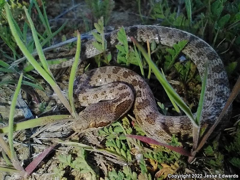 San Diego Nightsnake (Hypsiglena ochrorhyncha klauberi)