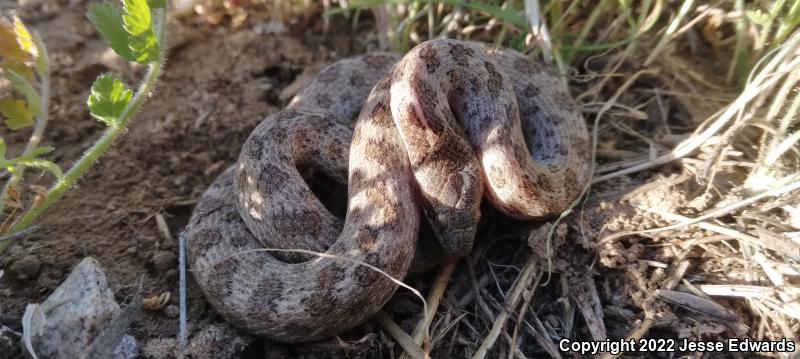 San Diego Nightsnake (Hypsiglena ochrorhyncha klauberi)