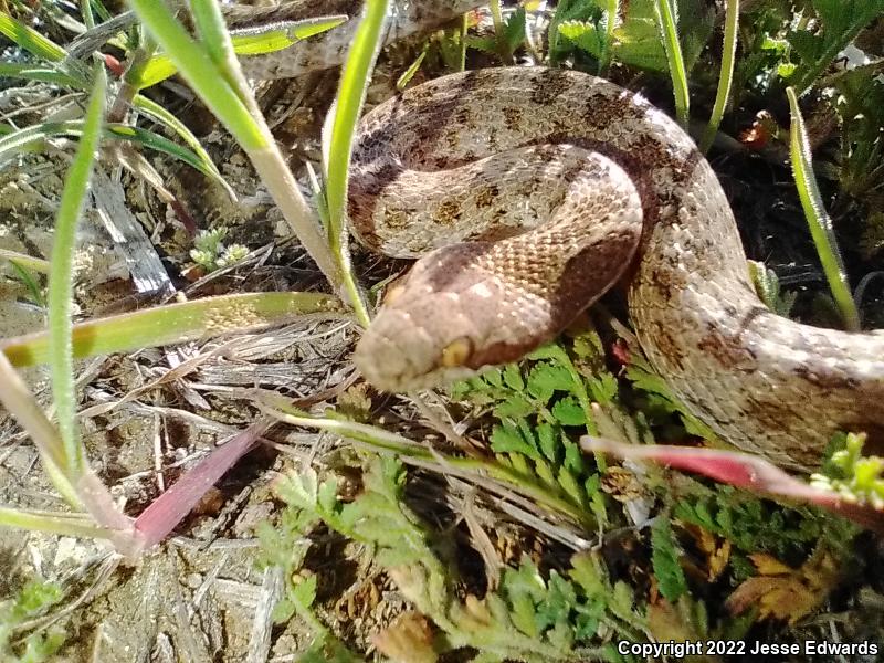 San Diego Nightsnake (Hypsiglena ochrorhyncha klauberi)