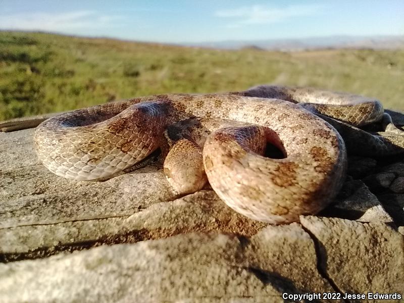 San Diego Nightsnake (Hypsiglena ochrorhyncha klauberi)