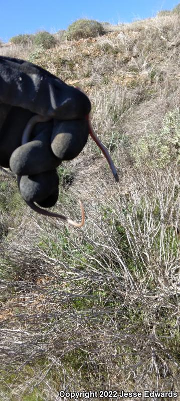 Western Black-headed Snake (Tantilla planiceps)