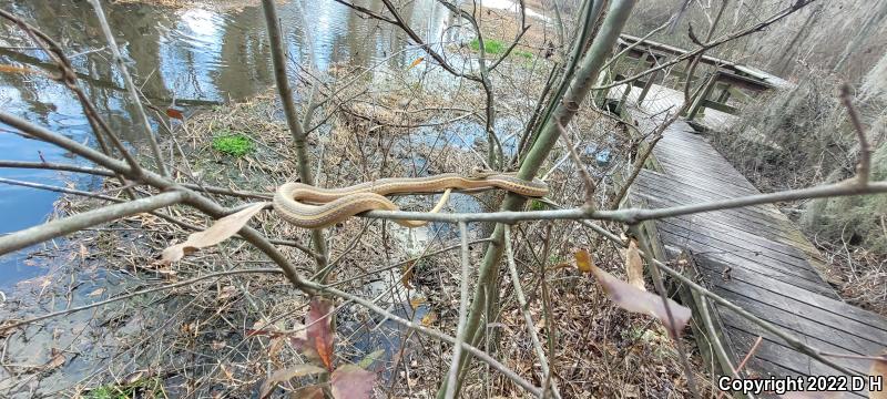 Eastern Ribbonsnake (Thamnophis sauritus sauritus)