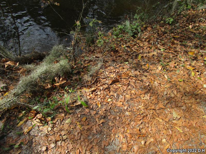 Eastern Ribbonsnake (Thamnophis sauritus sauritus)