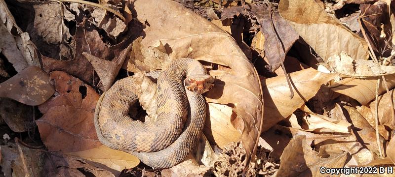 Eastern Cottonmouth (Agkistrodon piscivorus piscivorus)