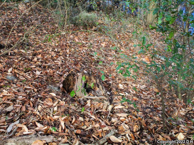 Eastern Cottonmouth (Agkistrodon piscivorus piscivorus)