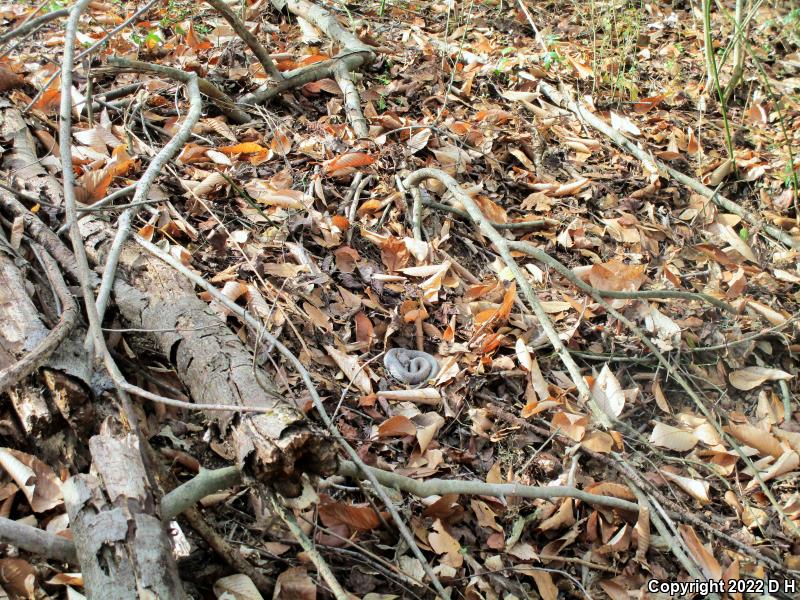 Eastern Cottonmouth (Agkistrodon piscivorus piscivorus)