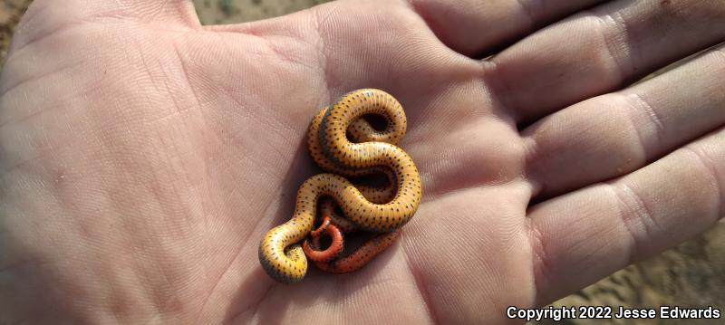 San Diego Ring-necked Snake (Diadophis punctatus similis)