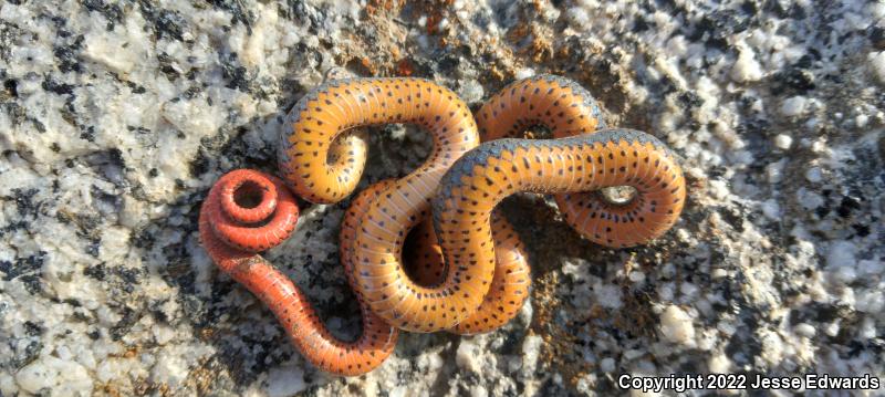 San Diego Ring-necked Snake (Diadophis punctatus similis)