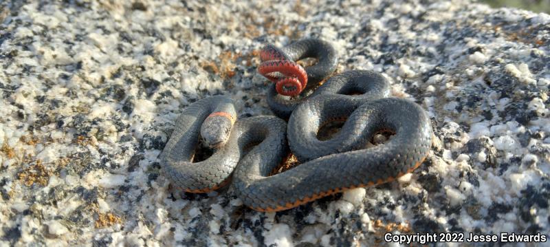 San Diego Ring-necked Snake (Diadophis punctatus similis)