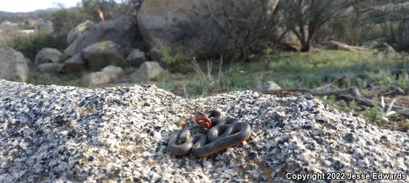 San Diego Ring-necked Snake (Diadophis punctatus similis)