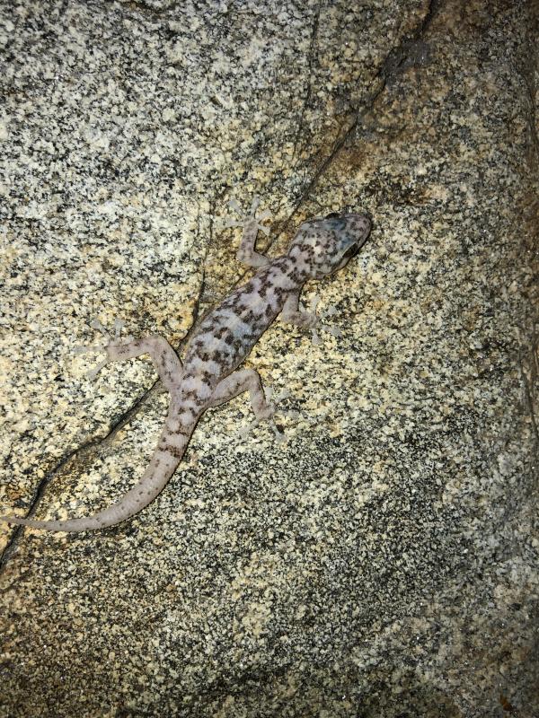 Peninsula Leaf-toed Gecko (Phyllodactylus nocticolus nocticolus)