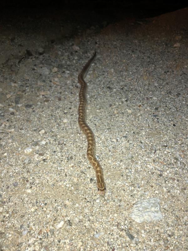 Desert Glossy Snake (Arizona elegans eburnata)