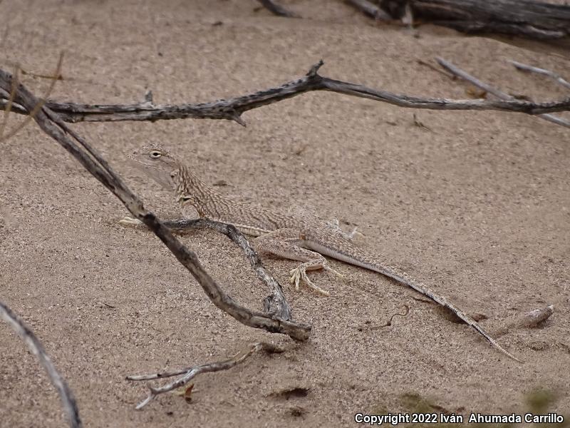 Fringe-toed Sand Lizard (Uma exsul)