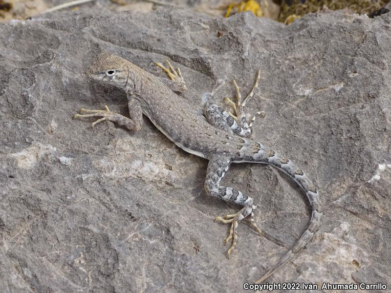 Greater Earless Lizard (Cophosaurus texanus)